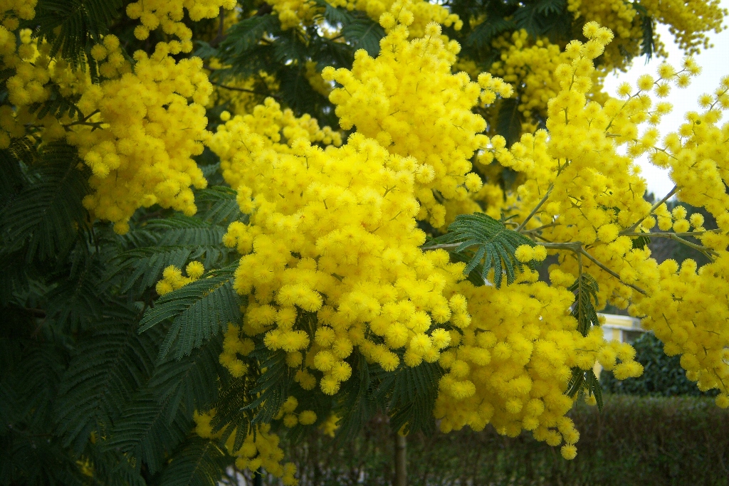 معرفی و راهنمای پرورش درختان زینتی - میموزا